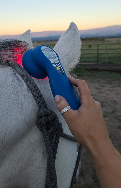 Cold Laser Therapy For Horses Missoula Montana Bucking The Sun Equine